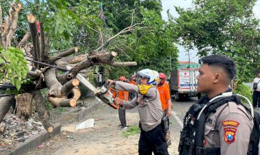 Petugas-Gabungan-Evakuasi-Pohon-Tumbang-Akibat-Hujan-Disertai-Angin-Kencang-di-Sidoarjo
